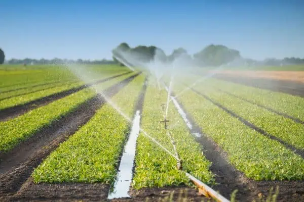 agricultural field with sprinklers watering the crops