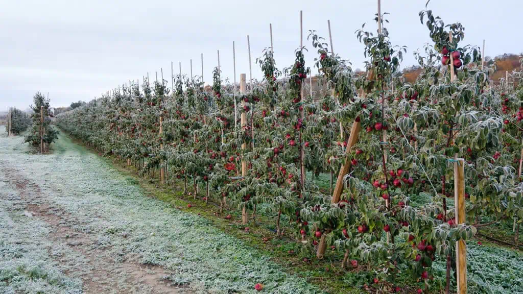 Frost auf Apfelbäumen in einer Obstplantage
